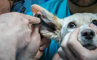 2.-informacion-sobre-tu-perro_h2_479.webp