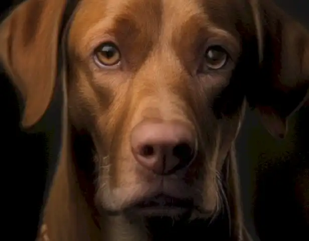 El año del perro en humanos: las características y ejemplos más interesantes muestran la fascinación y la importancia de este fenómeno cultural.
