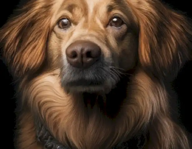 El año del perro en humanos: las características y ejemplos más interesantes muestran el vínculo entre el lenguaje, la cultura y la evolución del perro en el marco de los humanos.