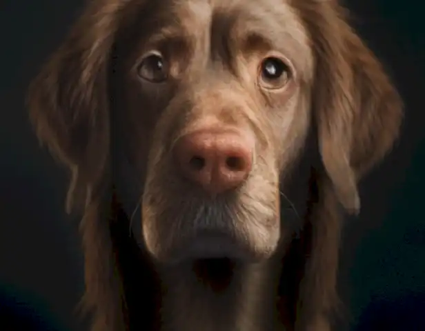 El año del perro en humanos: las características y ejemplos más interesantes muestran el vínculo entre el lenguaje, la comunicación y la evolución humana.