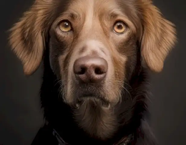 El año del perro en humanos: las características y ejemplos más interesantes muestran el vínculo entre el comportamiento animal y el humano, y cómo el lenguaje, la cultura y la evolución han permitido que el perro se vuelva una parte integral de la vida humana.