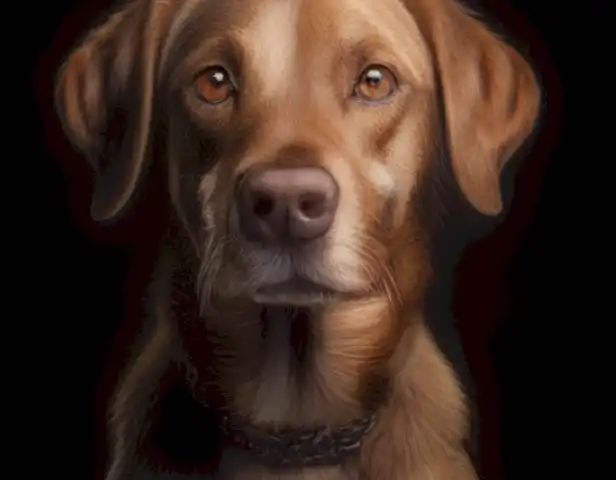 El año del perro en humanos: las características y ejemplos más interesantes mostrarán un retrato detallado del vínculo entre el perro y el humano, destacando las características únicas y ejemplos que lo distinguen en la sociedad humana.