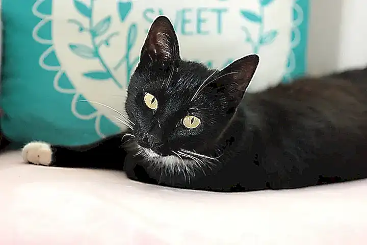 2. ¿Debería restringir el acceso de mi gata a mi habitación?