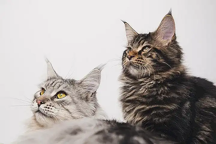 2. Maine Coon