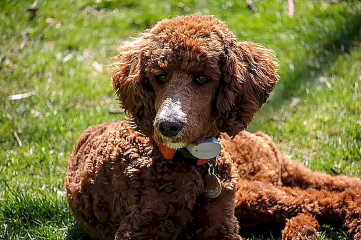 3. Caniche Estándar