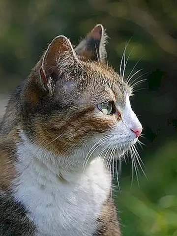 4. ¿Es normal que mi gata orine fuera de su caja de arena?