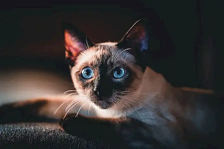 4. Siamese