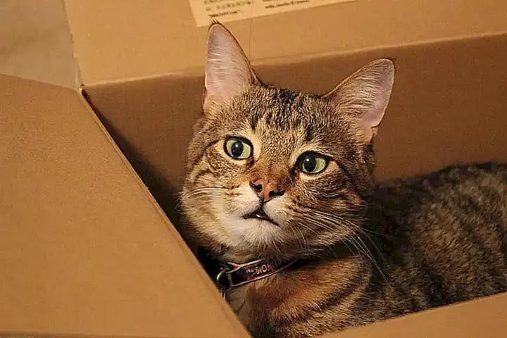 5. ¿Es seguro transportar a mi gato en una caja de cartón?