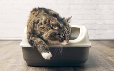The image should depict colorful and engaging information graphics about preventing intestinal diseases in cats