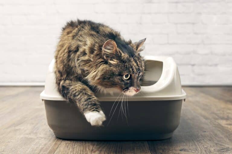 The image should depict colorful and engaging information graphics about preventing intestinal diseases in cats