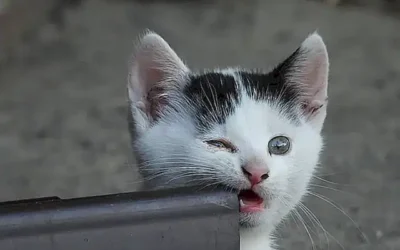 alimentos-que-los-gatos-disfrutan_h2_216.webp
