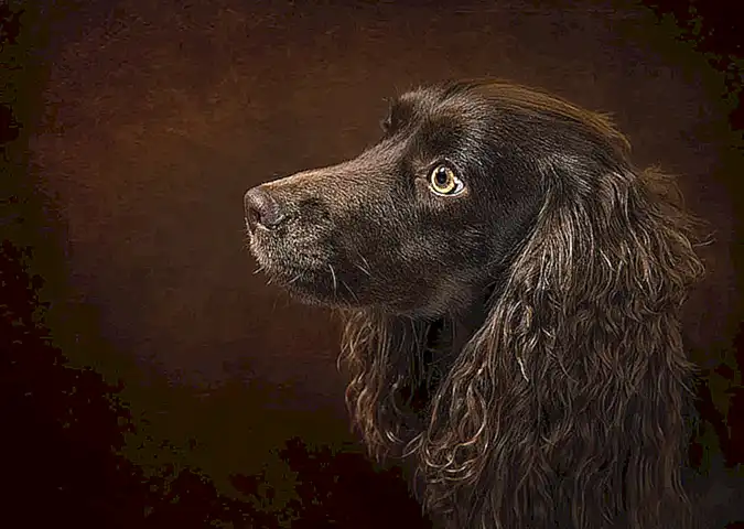 Actividades y ejercicio adecuados para el perro Spaniel Bretón