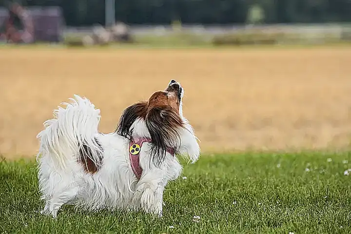 Adaptaciones en el hogar para perros ciegos