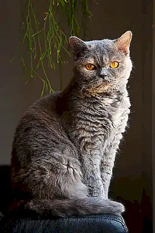 Adoptación del Selkirk Rex