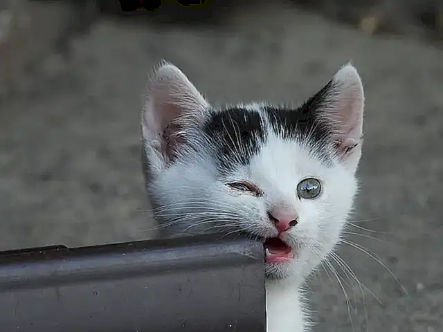 Adornos y juguetes favoritos de los gatos