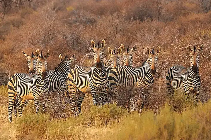 África