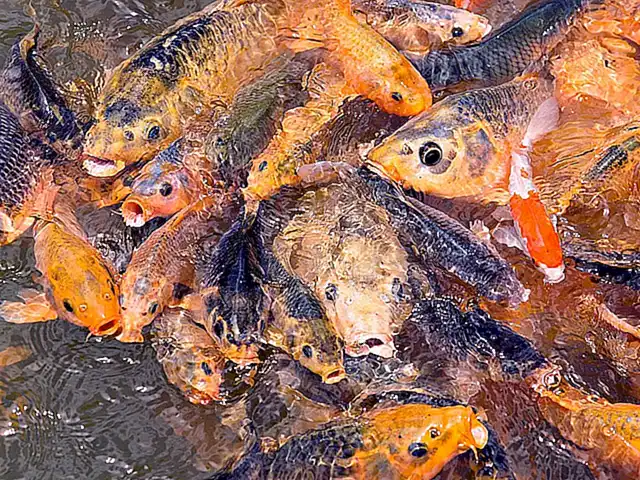 Agua para la alimentación