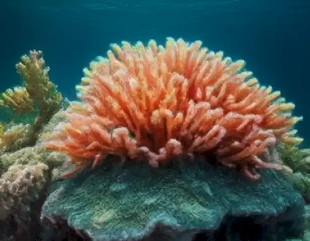 The image should depict the enchanting beauty of marine life, with vibrant and diverse algae forming intricate patterns and colors against a vast and mysterious ocean backdrop.