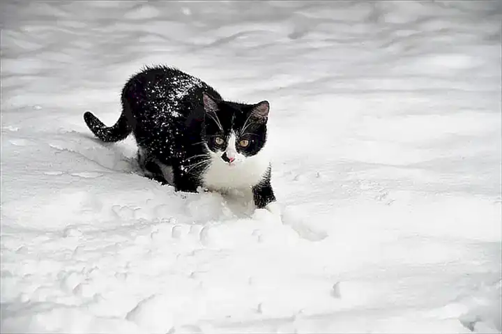 Alimentación de los gatos durante el invierno