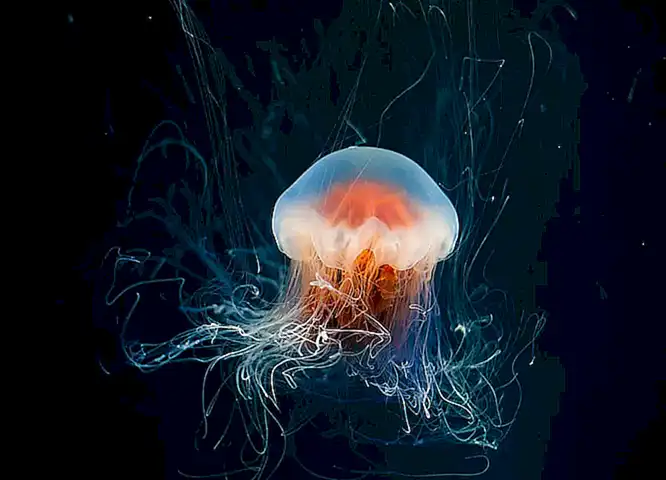 Alimentación y cuidados básicos de las medusas