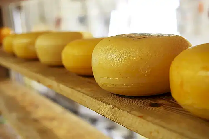 Alimentos lácteos