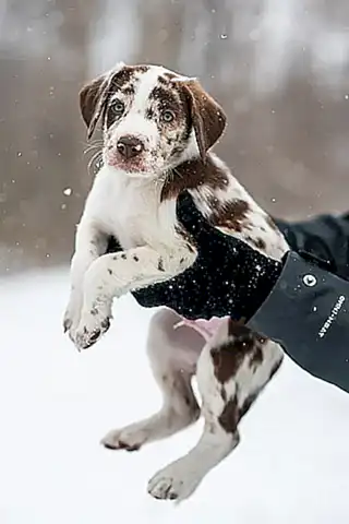 Alimentos para cachorros