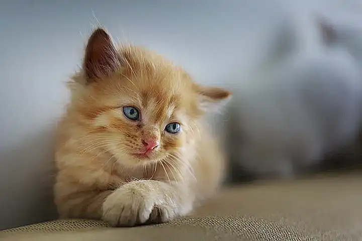 Alimentos para gatos pequeños