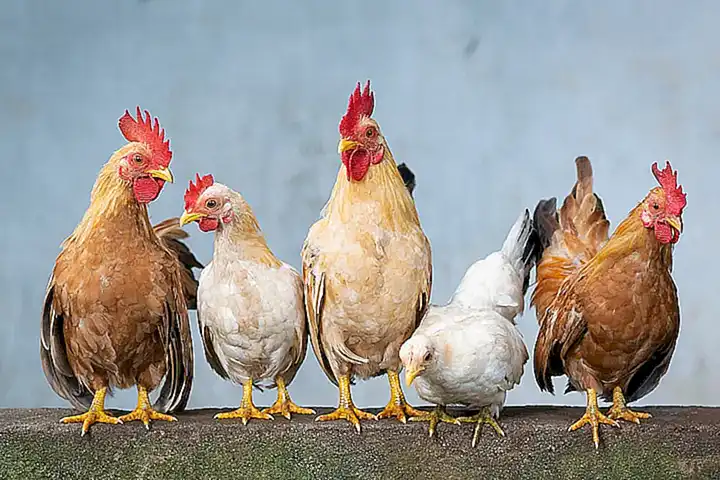 Alimentos ricos en pollo y pavo