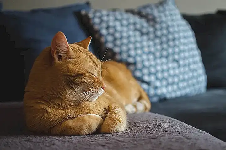 Alternativas para interactuar con un gato que prefiere evitar las caricias