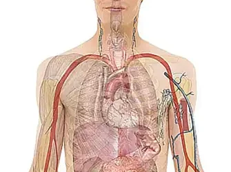 la-estructura-del-abdomen_h2_622.webp