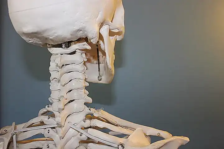 Anatomía del esqueleto óseo en gatos