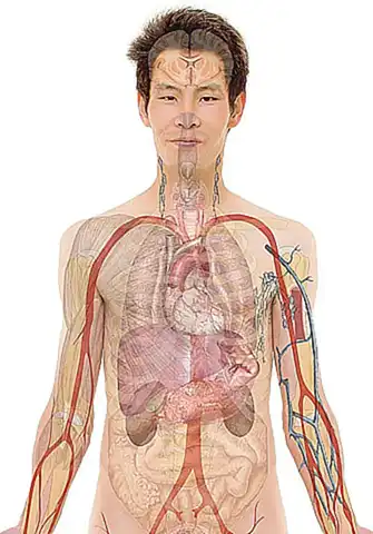 Anatomía