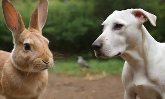 Una foto de un conejo, un perro y un pájaro, cada uno con características físicas distintivas, como una nariz torcida o una oreja de gran tamaño
