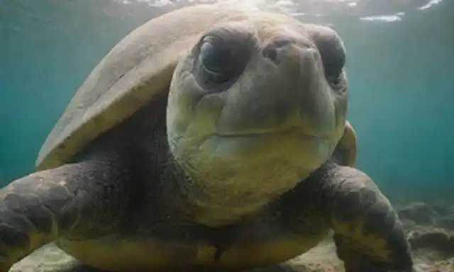 tortugas gigantes, de movimiento lento, verde, antigua, arrugada piel, ojos sabios, un toque de arena, olas oceánicas en el fondo, luz solar filtrando a través de algas marinas