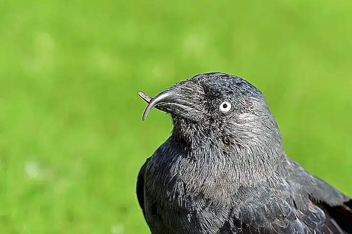 Anomalias fébreas