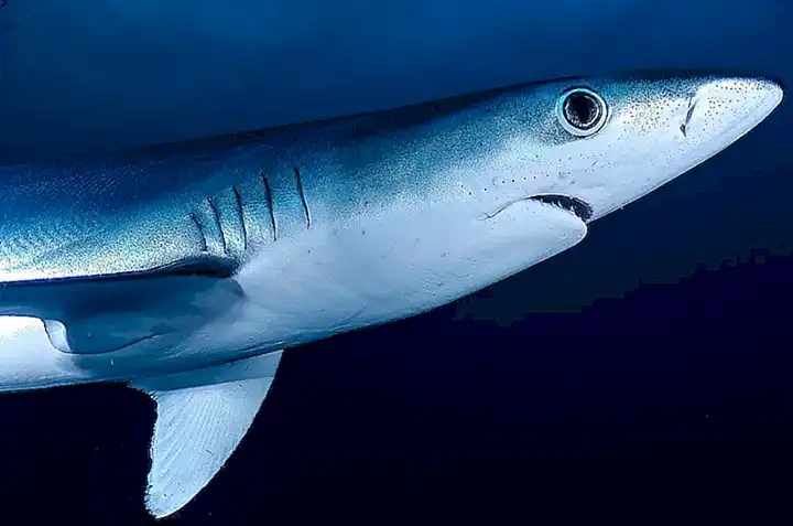 Asexualidad en el mundo de los tiburones
