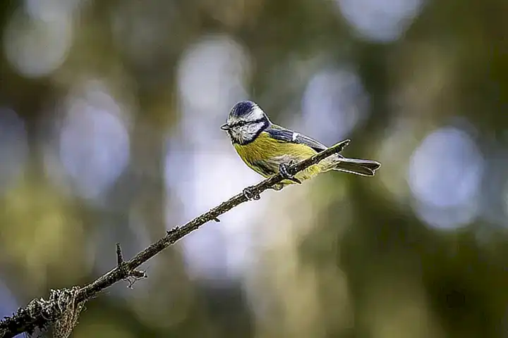 Aves y sus comportamentos
