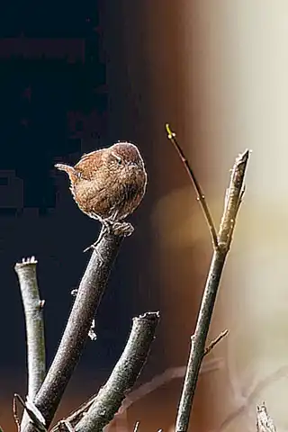 Aves