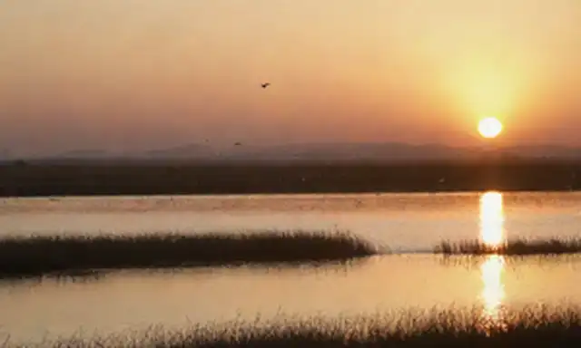 aves en vuelo sobre humedales españoles, aves marinas en aguas poco profundas, panes de sal y marismas al atardecer, migrando rebaños reuniéndose en la costa, paisaje sereno sin presencia humana, luz cálida de la noche iluminando la escena, aves despegando o aterrizando en medio de cañas y hierbas