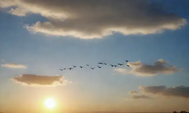 Aves en vuelo, fondo de cielo español, temporada de verano, nubes, colores azules y blancos, puesta del sol, aves migratorias, formación de rebaños, Vencejo común (Common Swift) especies de aves