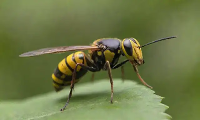 un disparo de cerca de una avispa de rayas amarillas y negras encaramada en una hoja verde brillante, con su cuerpo esbelto largo, puntiagudo picante, y los ojos compuestos visibles, contra un fondo borroso de flores y follaje, con una cálida iluminación natural