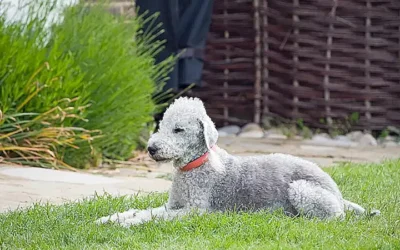 puli_h2_763.webp