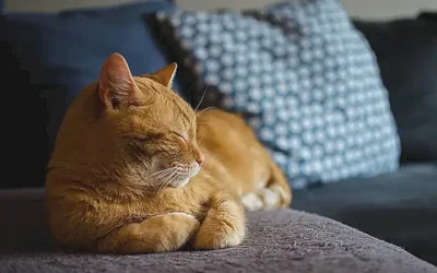 desventajas-de-castrar-a-un-gato_h2_183.webp