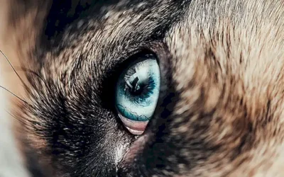 seguridad-y-proteccion-para-el-perro_h2_90.webp