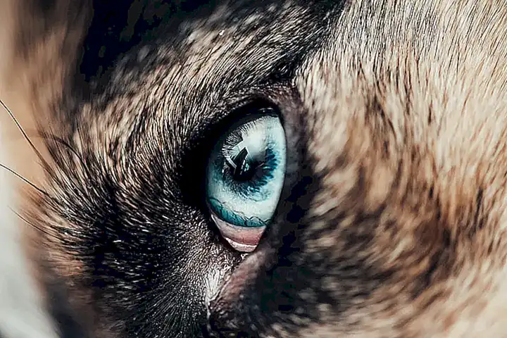 seguridad-y-proteccion-para-el-perro_h2_90.webp