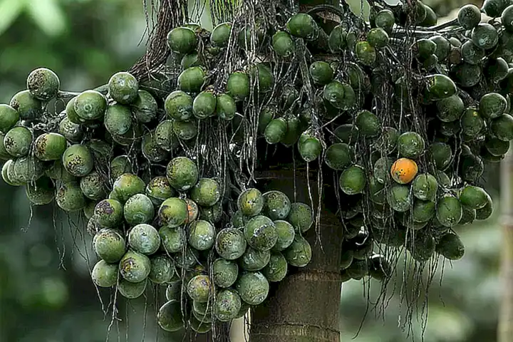 Beneficios de la areca para gatos