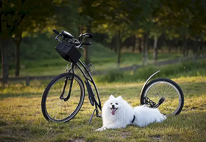 Beneficios para los perros