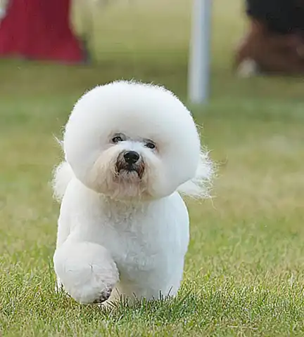 Bichón Frisé
