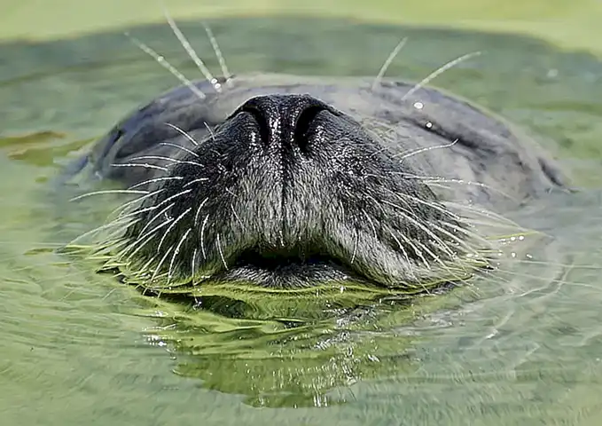 Bienestar animal
