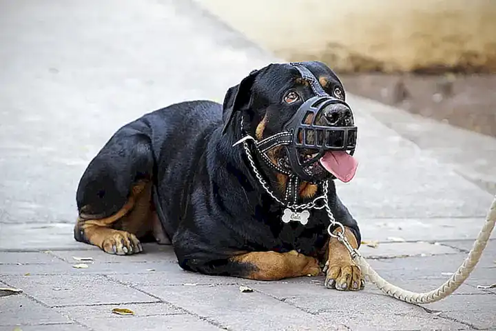 Bozales especializados para perros agresivos